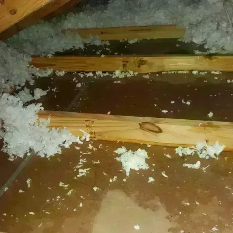 Attic Water Damage in Pine Island Center, FL