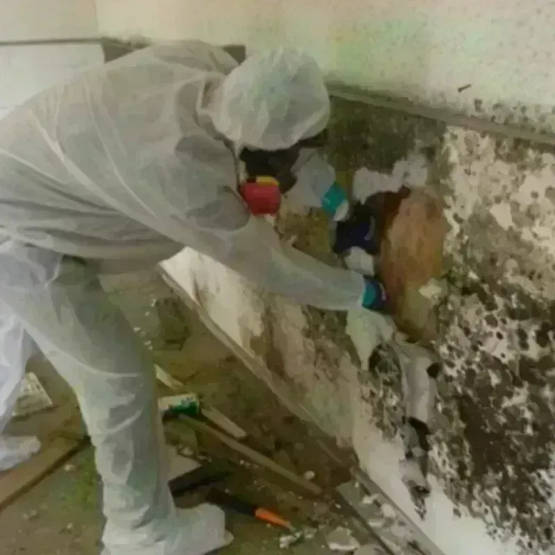 Mold Remediation and Removal in Pine Island Center, FL